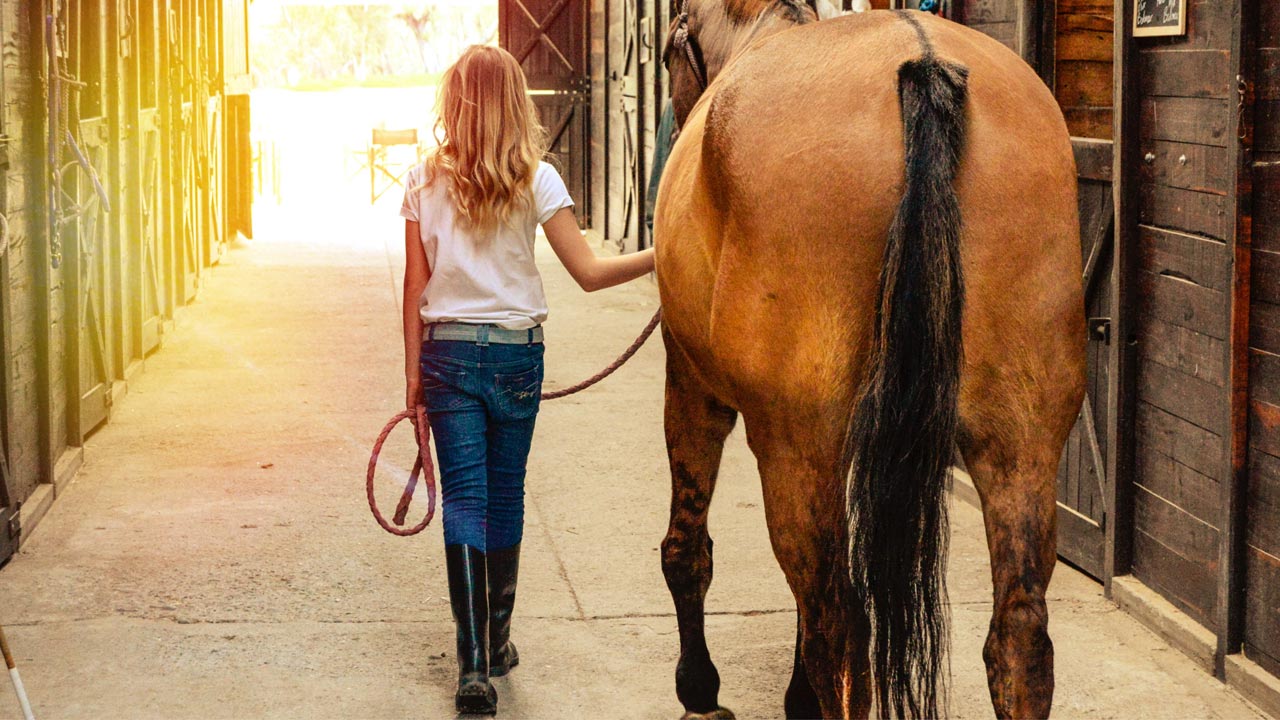 Mythbusters: Can a Horse Crush a Steel Toe Boot?